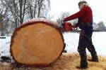 Ilustrační foto - Stěhování zámecké borovice: majestátní „zámeckou paní“ bude v zahradě připomínat patnáctitunový kmen