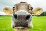 Aplikace organických hnojiv Ilustrační foto - Aplikace organických hnojiv