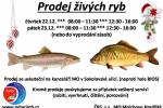 Prodej živých ryb v Sokolovské ulici Ilustrační foto - Prodej živých ryb v Sokolovské ulici