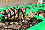 Ilustrační foto - Odkaz zámecké borovice: ze semen se derou na svět její potomci