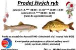 Ilustrační foto - Tradiční prodej živých ryb od místních rybářů