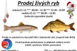 Ilustrační foto - Vánoční prodej ryb v Sokolovské ulici