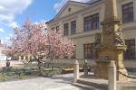 Rozkvetlé Masarykovo náměstí: stromy se zelenají, kvetou magnolie, narcisy, macešky Ilustrační foto - Rozkvetlé Masarykovo náměstí: stromy se zelenají, kvetou magnolie, narcisy, macešky